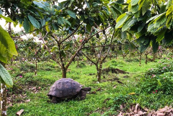 To’ak Signature Galapagos 2019 75%-os étcsokoládé